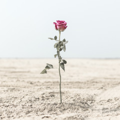 The Rose Garden