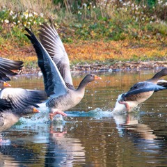 Greylag and Cormorants