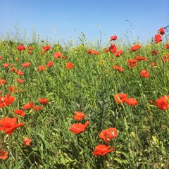 Make you feel my love