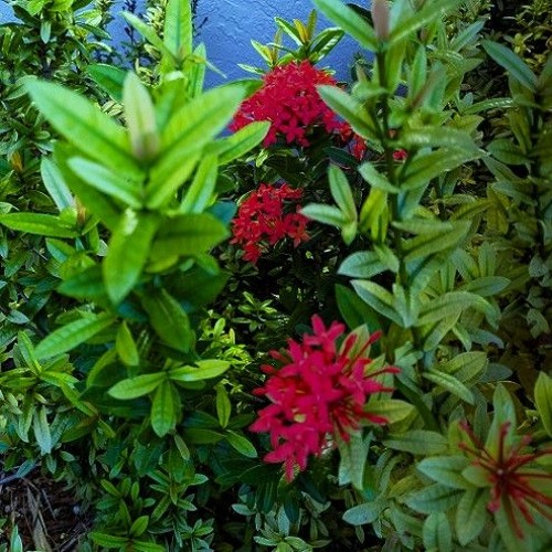 Book 01 Chapter 09 Forgiveness