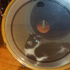 Gongs, Drums, Cat