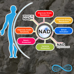"NMN's the superstar, the epigenetic dream" (Futuristic EDM sound for stellar NAD+ levels)