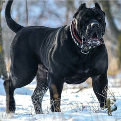 BIG DOGG