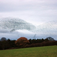 Murmuration