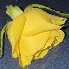 SSN_SOKISOBA - 2024/11/03, 0.04.wav