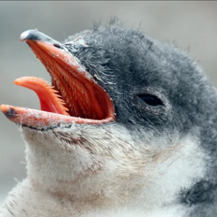 penguane