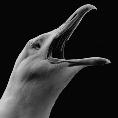 Bass Temp - Bad Luck To Kill A Seabird [Forthcoming on..]