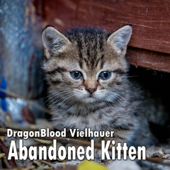 Abandoned Kitten