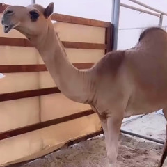 الموت الحمر