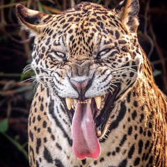 (BTSO) bend that shit over