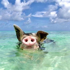 Review Special Price Swimming Pigs With Pickup Pig Cant Fly But They Do Swim