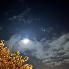 Wild geese fly north