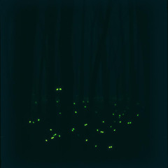 Fireflies
