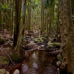 Eastern Whip-bird and Alberts Lyrebird Mount Tamborine Dawn
