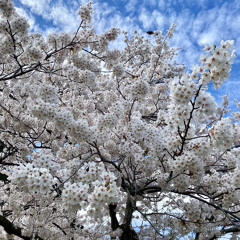 ˚❀ . ˚  ✦  ✿ . last spring .   ˚ ✿. ˚  ❀ . ᵐᵖ³