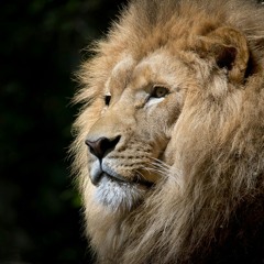 Africa in your soul
