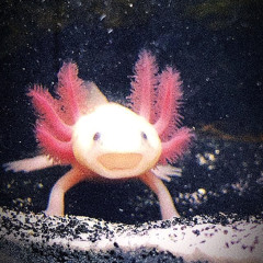 Axolotl