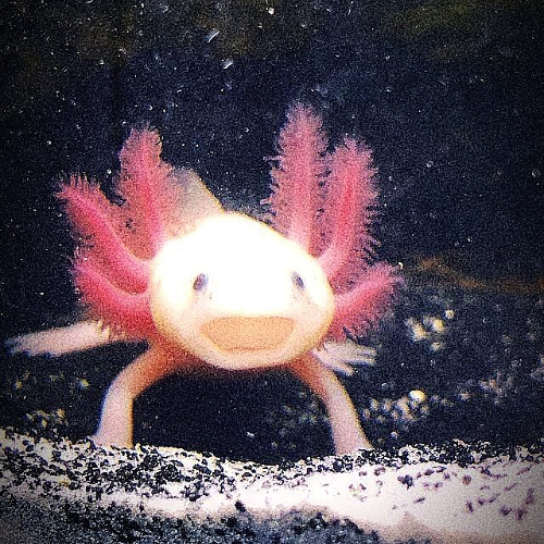 Axolotl