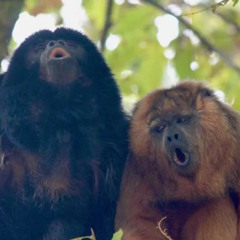 Hør kapusinerapen kalle