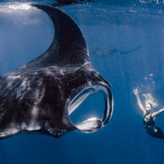 Manta