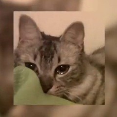 Oh my baby  I bet on losing dogs *sped up*