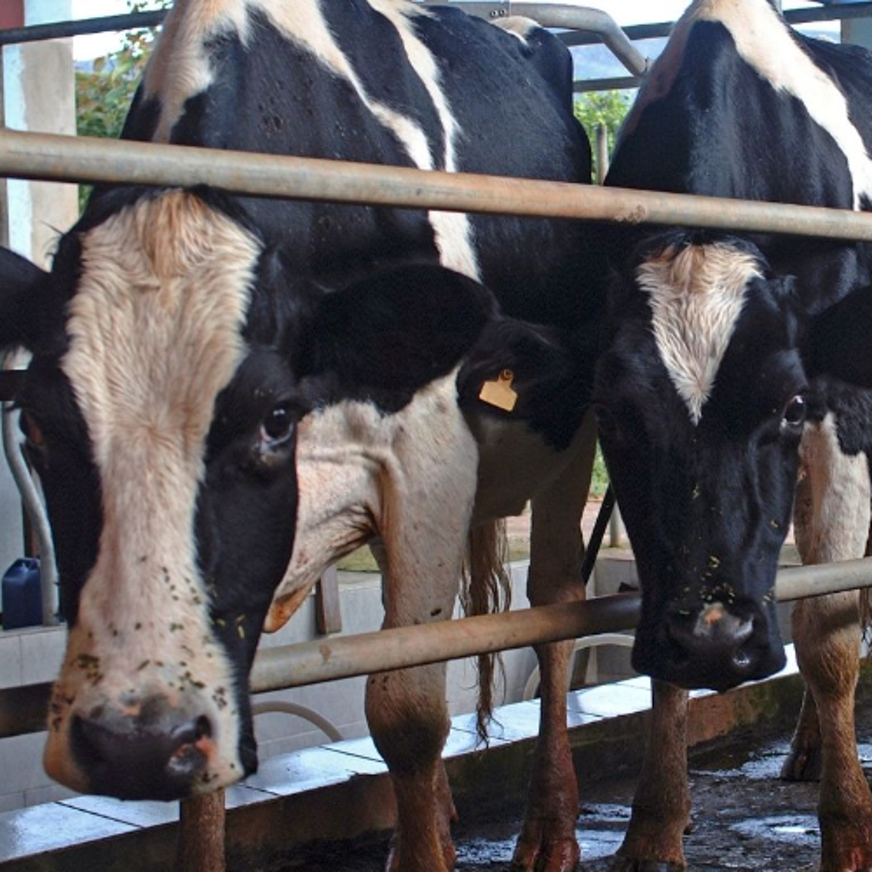 New Canadian Dairy Hub Puts Research and Best Practices at Farmers' Fingertips episode artwork