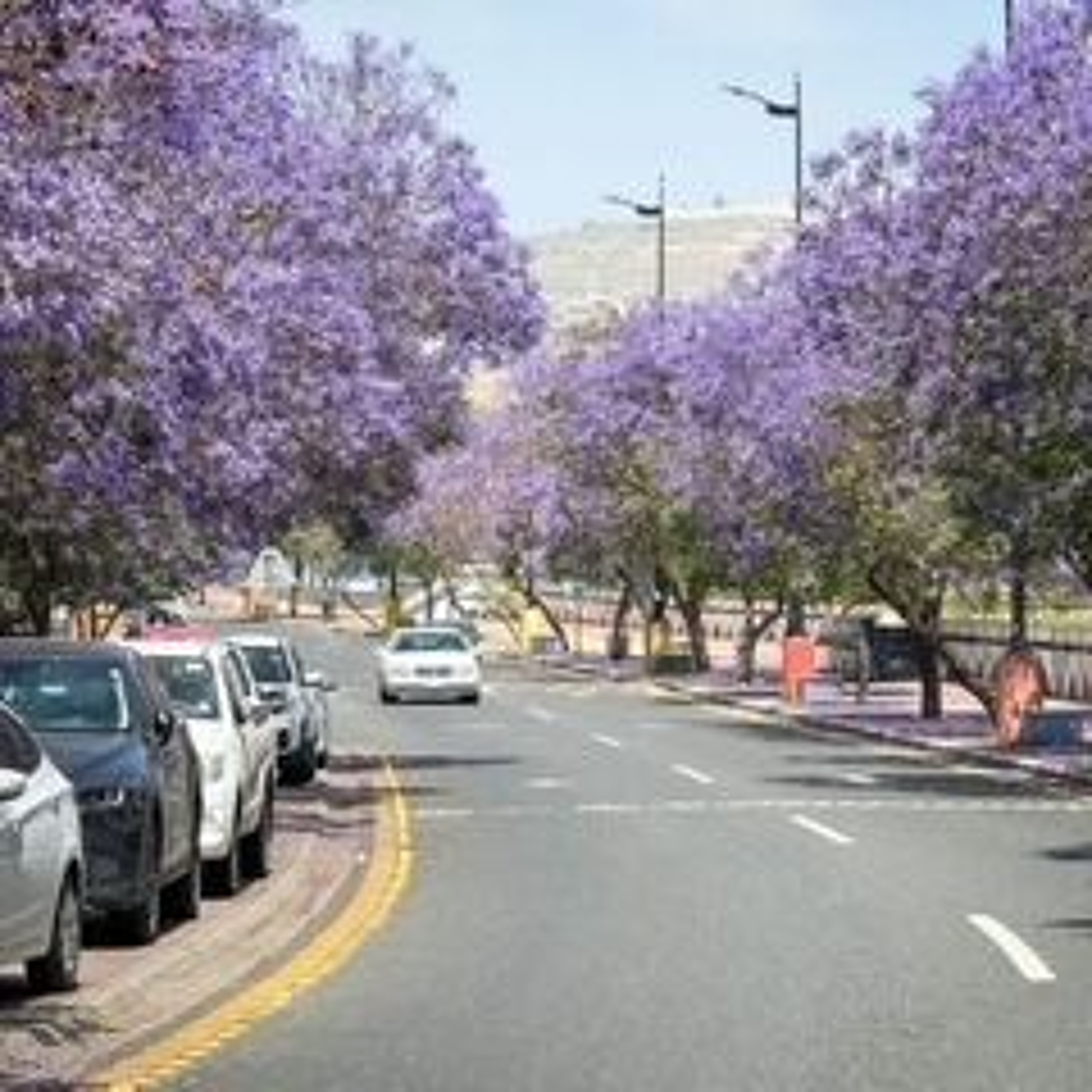 Saudi Arabia’s Jacaranda trees trend on social media