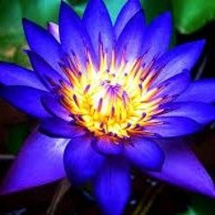 Mr Traumatik 'Lotus' (Dj Skitha Remix)