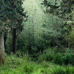 No Trace