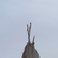 garden (juggin x smokeyy)