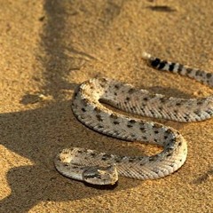 Desert Sidewinder