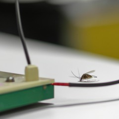 Mosquito in a Lab