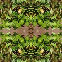 tomfoolish - feed the weeds