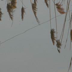Night Note & Marco Lucchi - Amagoi-Gyoo [Naviar Haiku # 379]