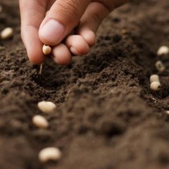 Planting Seeds