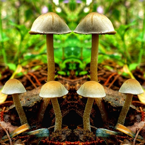 Dissidence - Fault Based Solution VS Entomdre