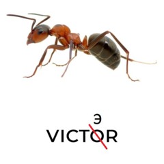 #VICTЭRбольшеНЕdooem