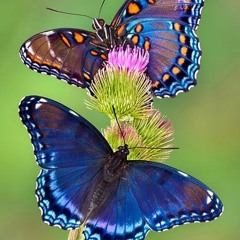Butterfly (Clint Culwell, writer, vocals, guitar; David Dunham, high-string guitar, bass)