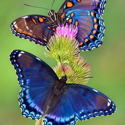 Butterfly (Clint Culwell, writer, vocals, guitar; David Dunham, high-string guitar, bass)