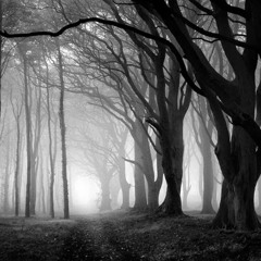 hollow trees prod. crescnta