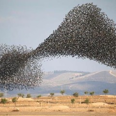 A Recollection Of Starlings: Rome '84 by David Malouf