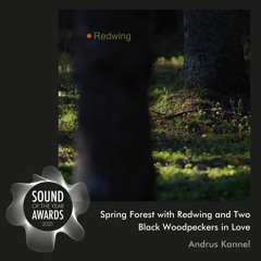 Spring Forest with Redwing and Two Black Woodpeckers in Love