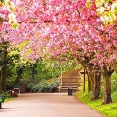 Chopin. Spring Waltz. Love Dream.
