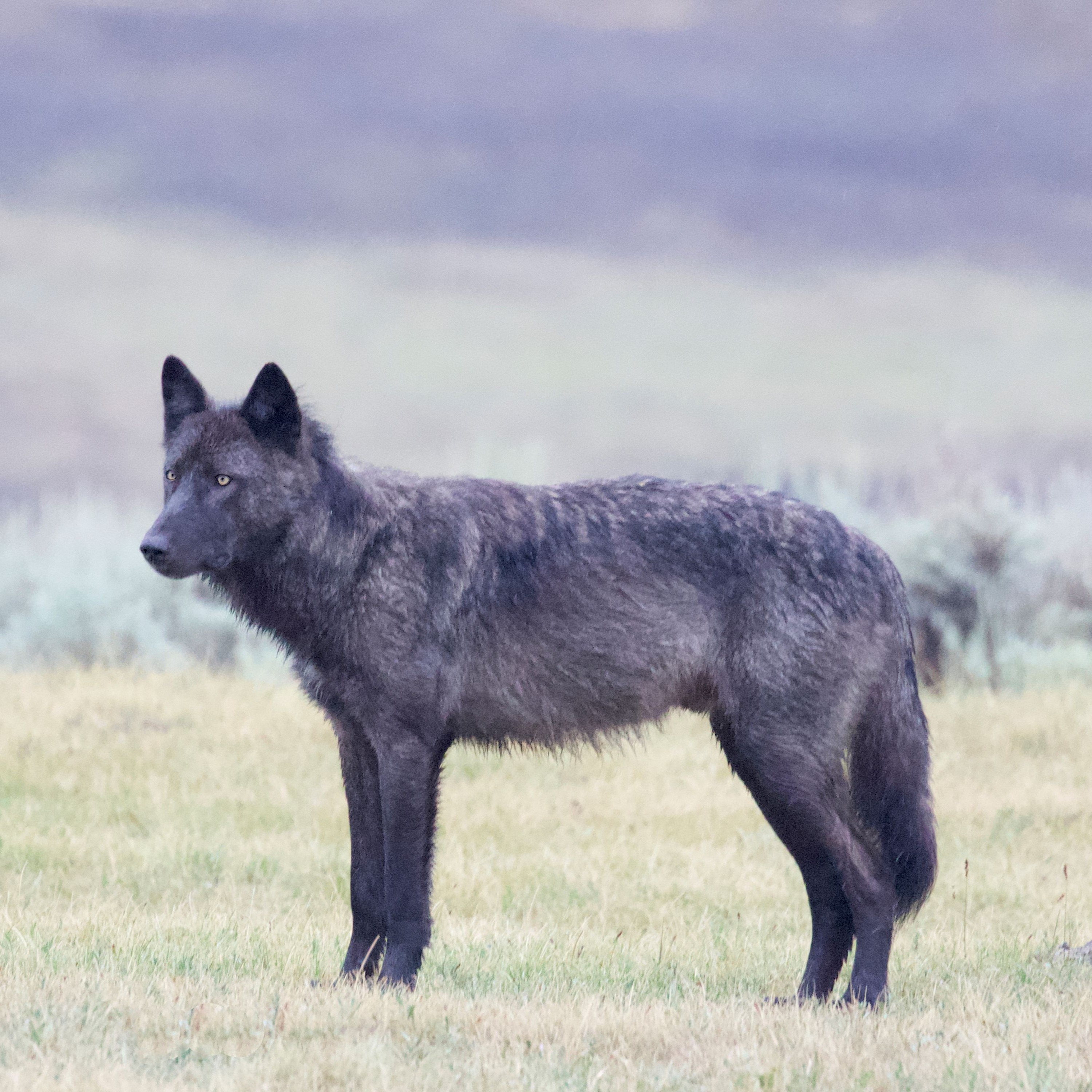 Audit finds public funds unaccounted for in effort to delist wolves in Utah episode artwork