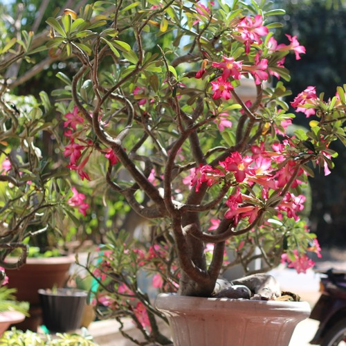 Hoang Phí Xuân Thì - Vương Anh Tú (Slowed)