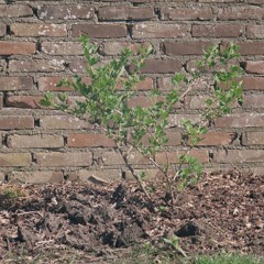 4 - Dancing Raised My Spirits