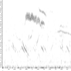 Olive-backed Pipit (Anthus hodgsoni) migrating at Cabo Espichel