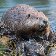 Beaver Hunt