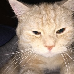 Hams - Vinyl Under Petition