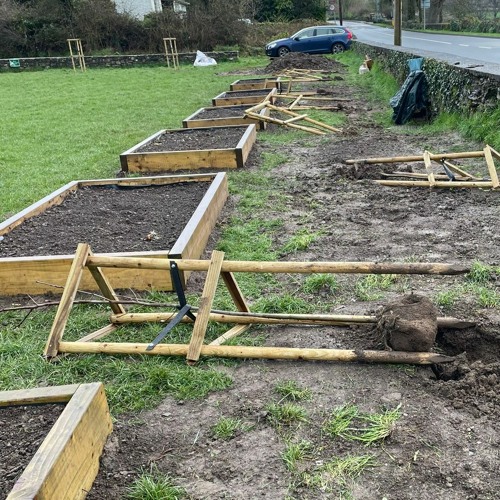 The Way It Is: Vandalizing of Trees in Inistioge